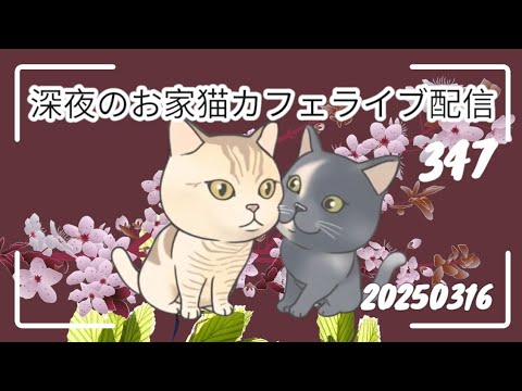 深夜のお家猫カフェライブ配信 ３４７