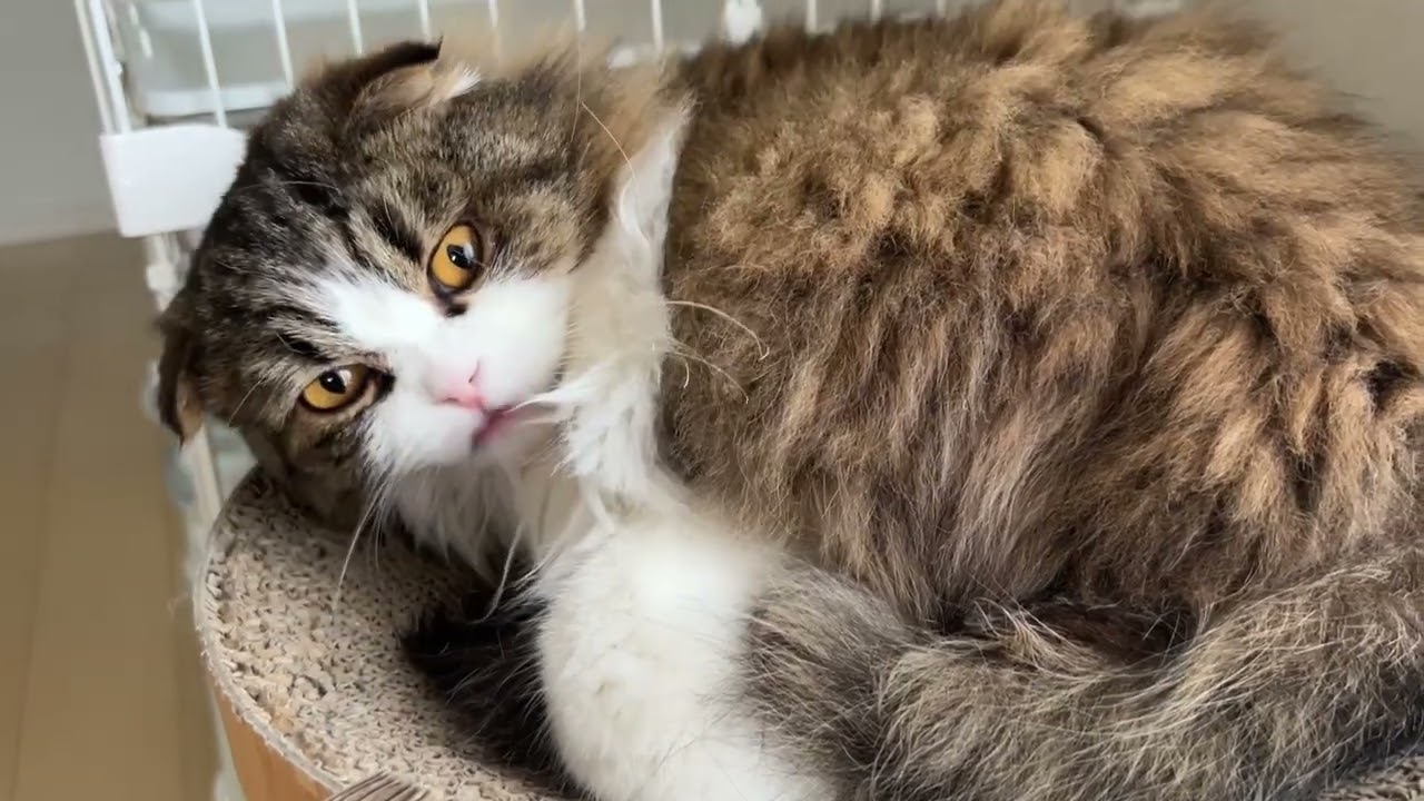 外を見てのんびり過ごす猫
