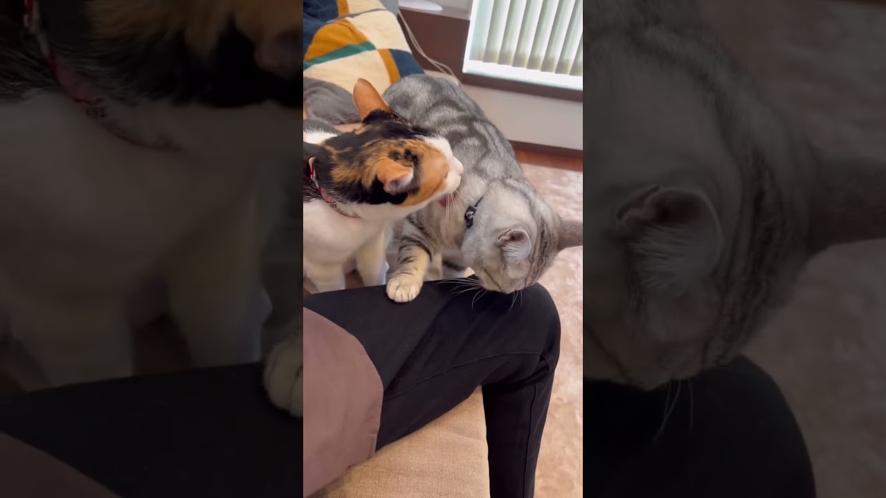 猫ちゃん集合🥰#アメショ#三毛猫#アメリカンショートヘア#可愛い猫動画#元自然猫#保護猫