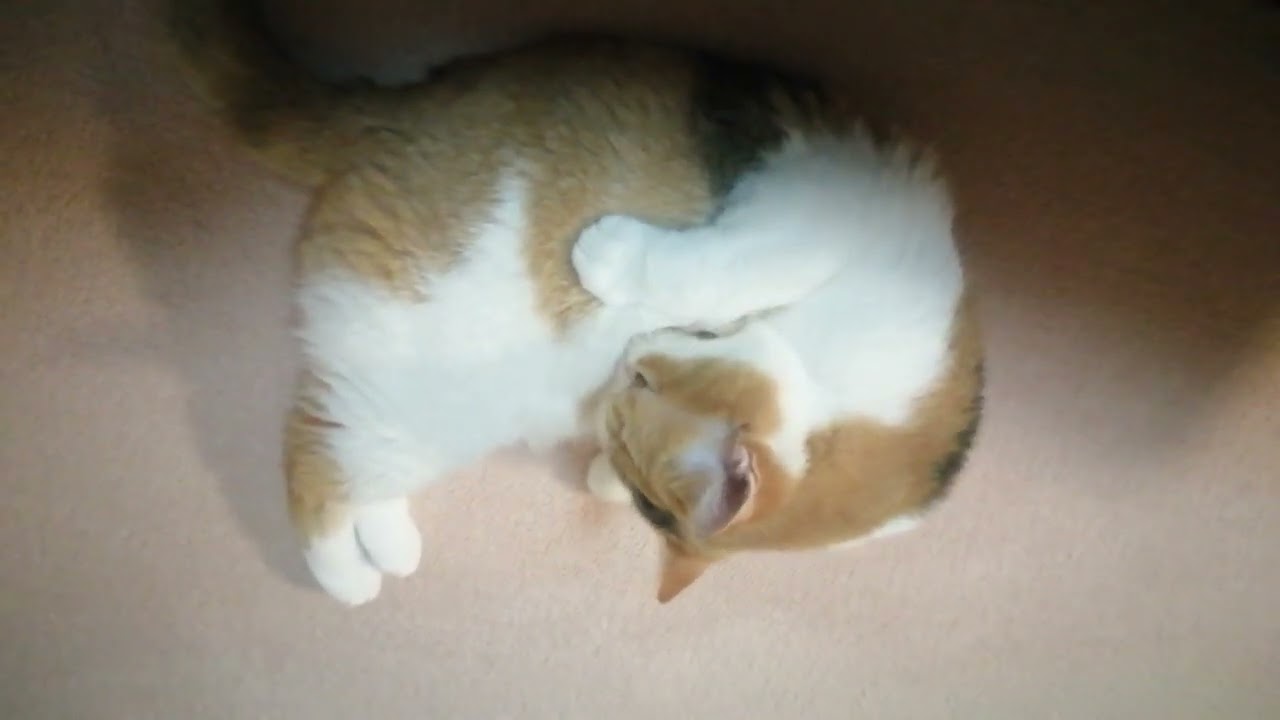 換毛期につき念入りにグルーミングする猫