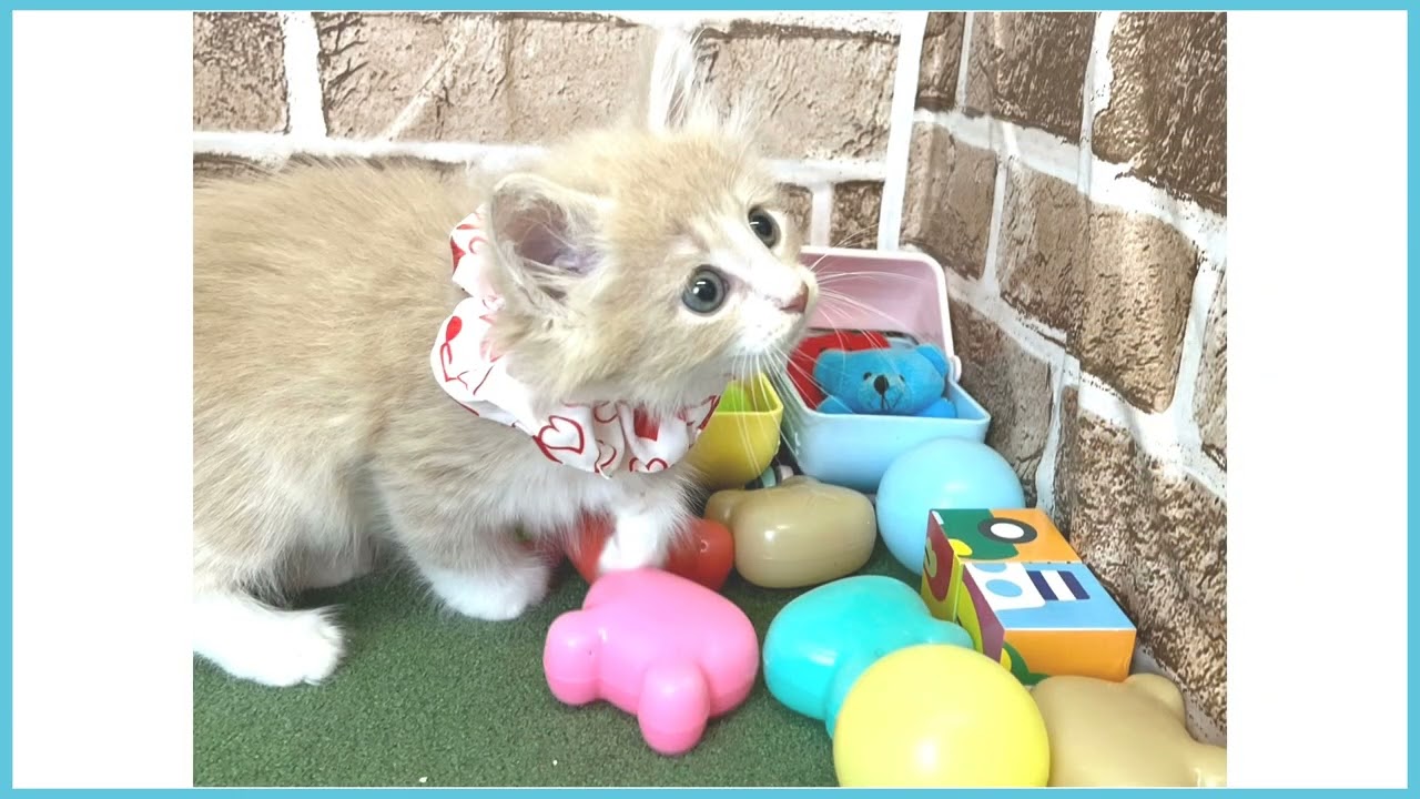 711988 ノルウェージャン・フォレストキャット