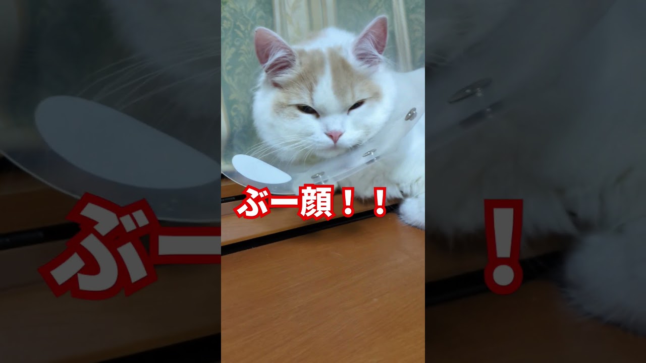 【スコティッシュフォールド】早く外したいね#猫 #スコティッシュフォールド #猫のいる生活 #cat