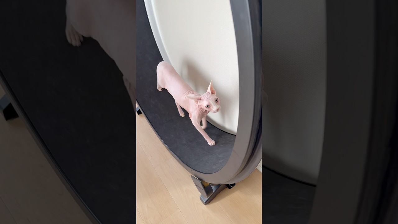 猫用ランニングマシーンでウォーキングする毛のない猫【スフィンクス】