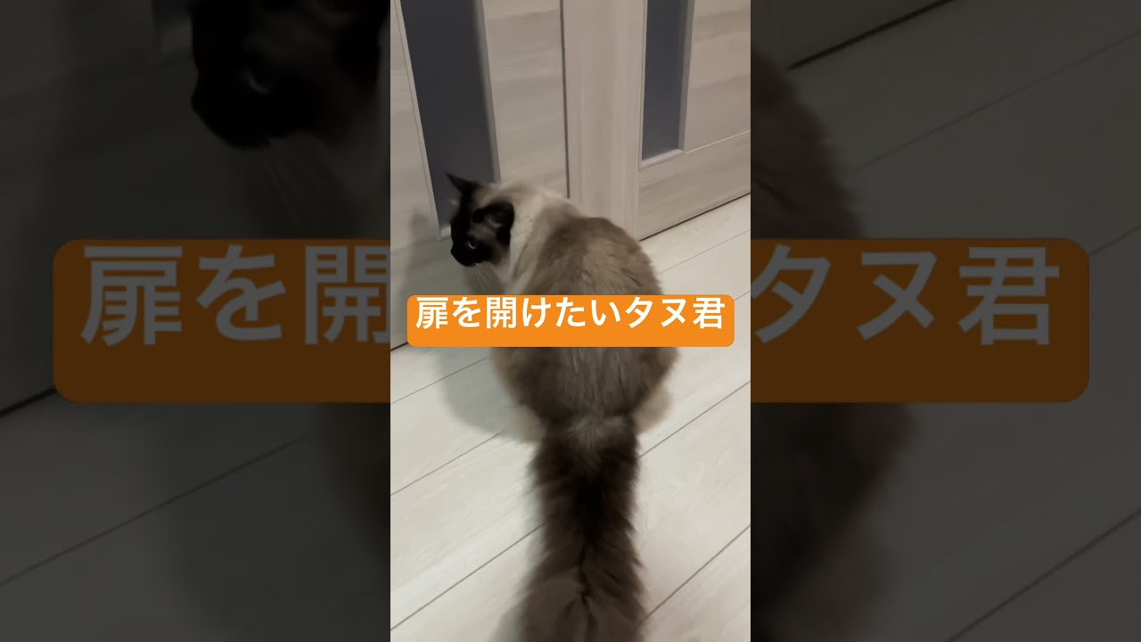 扉を開けたいラグドールのたぬきみたい猫 #ragdoll #たぬき #ragdolls #cat #ragdollparcore #猫のいる暮らし #ラグドール #猫好きさんと繋がりたい