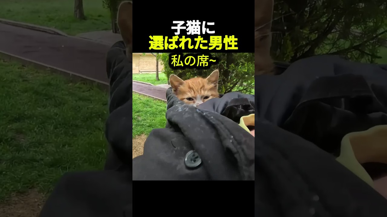 子猫に選ばれた男性        #動物 #猫 #可愛い #愛情 #猫好き #かわいい猫