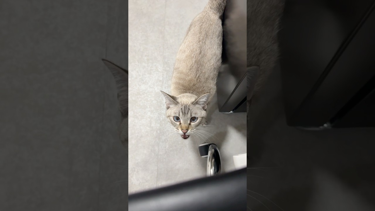 どしたの？　#シャムトラ #元保護猫 #シャムミックス  #cat #猫耳 #kitten  #猫耳 #siamesemix