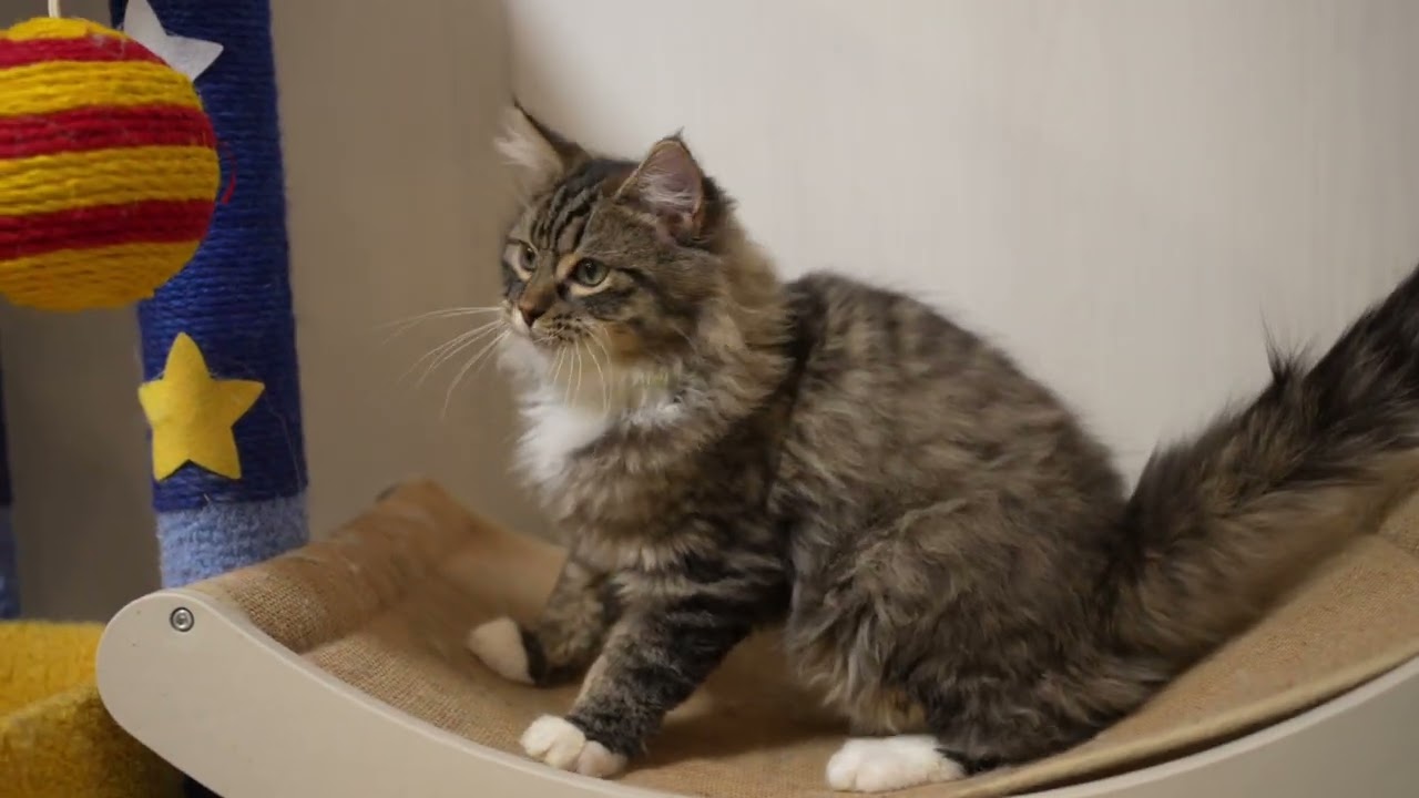 仔猫遊び　#siberian  #サイベリアン