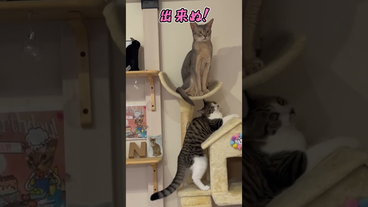 ニャン斗の拳14 ～自己責任編～ shorts #猫 #アビシニアン
