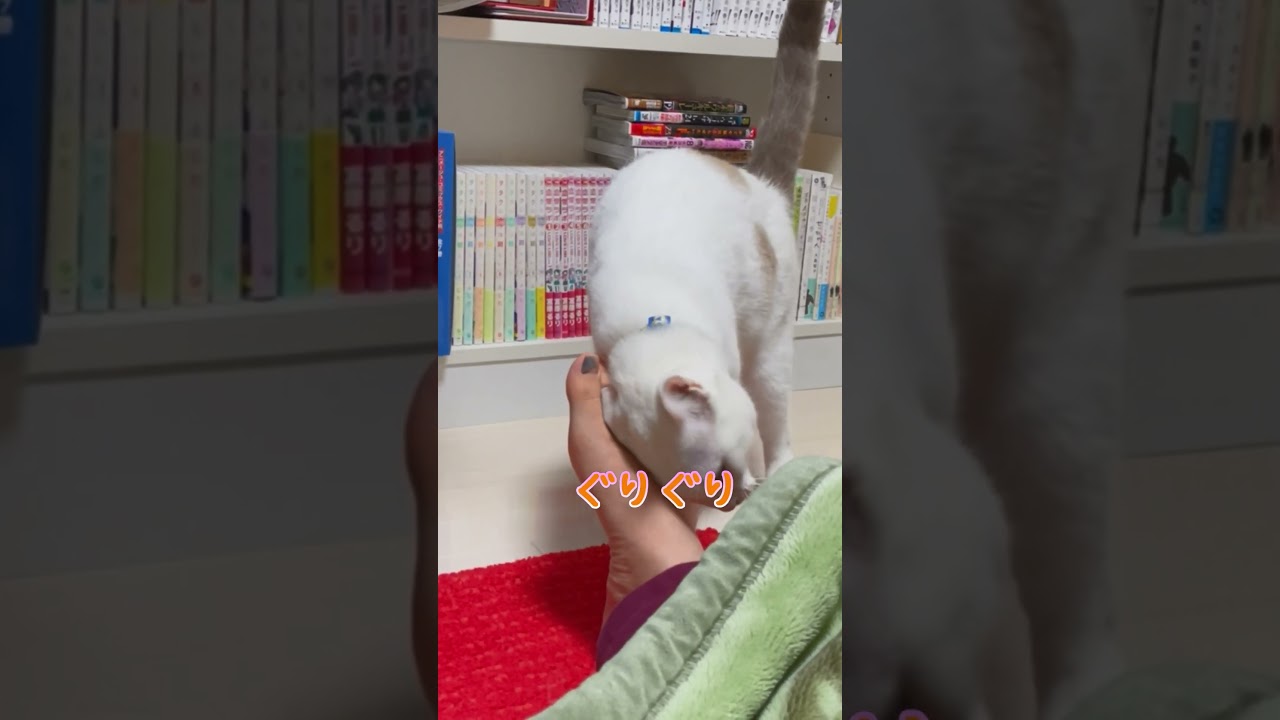 人間の膝の上に乗って甘える弟猫が可愛い