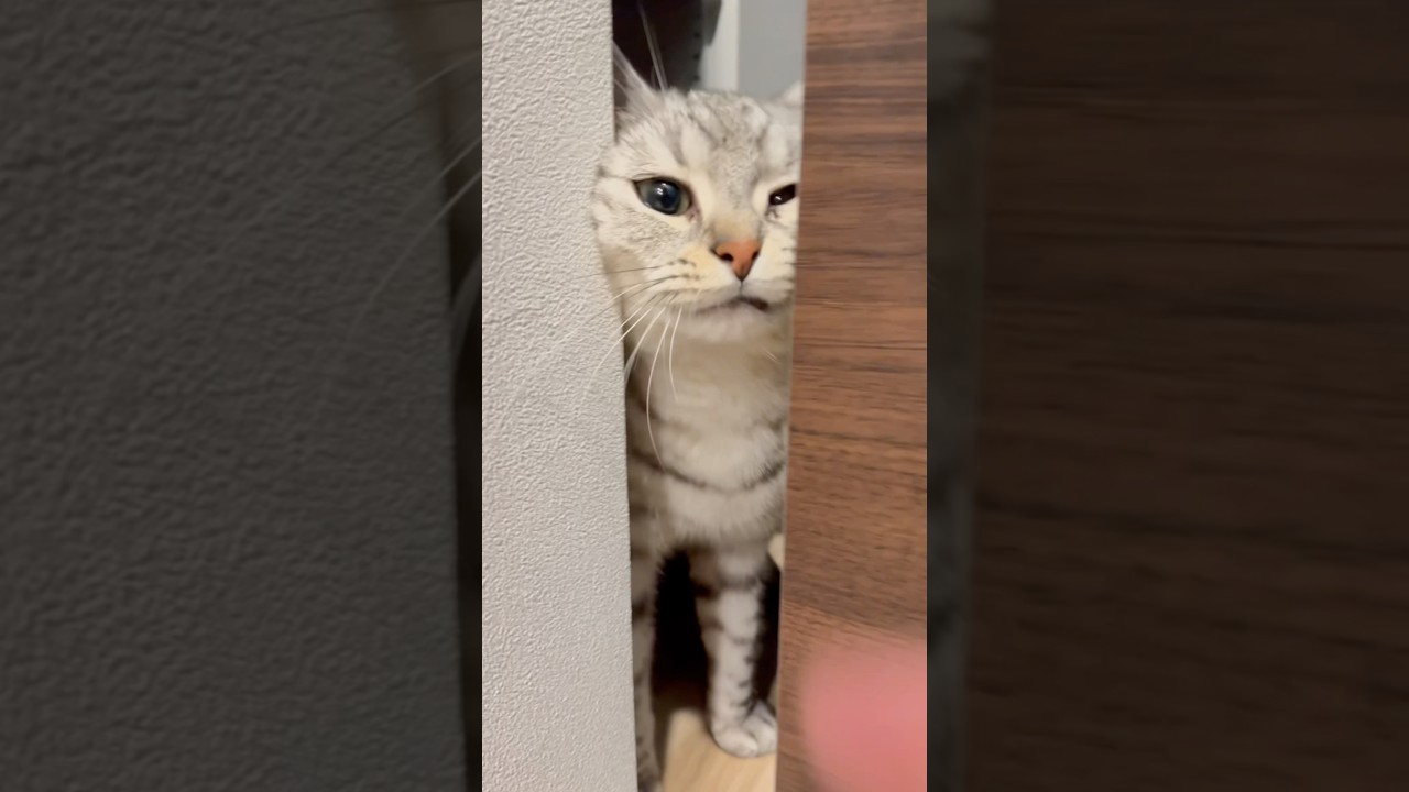 パパ帰宅で嬉しさ爆発するマンチカン!! #shorts #猫 #cat