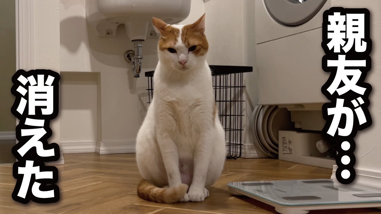 【甘えんぼ猫】大親友のエビくんがいなくなり落ち込む猫がコチラ