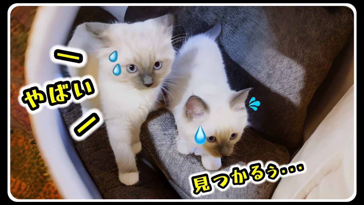 【閲覧注意⚠️🤢】生後8週子猫の日常！うんち隠し、ご飯中に緊迫感、猫パンチ炸裂！今日も癒しと笑いが止まらない🤣 #ラグドール #子猫 #閲覧注意