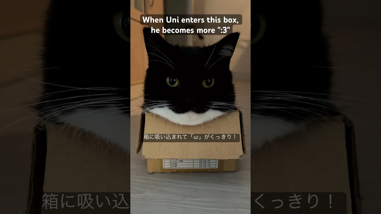 When Uni enters this box, he becomes more ":3"箱に吸い込まれて「ω」がくっきり！#shorts #cat #うに #uni #maxwell
