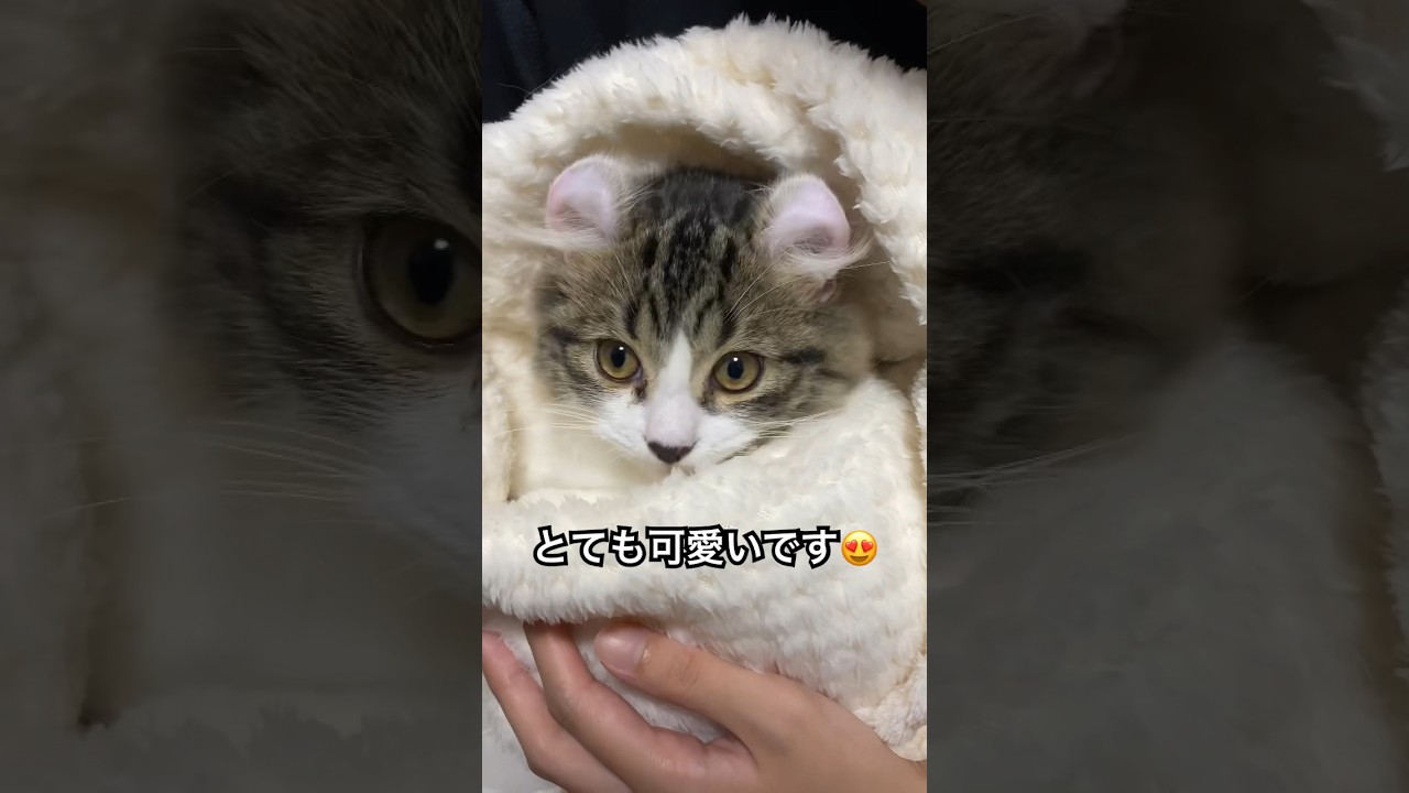 子猫を包んでみました🐈#アメリカンカール#猫動画#CatVideos#ペット #CuteCats#CatLovers#猫好き#Kitten