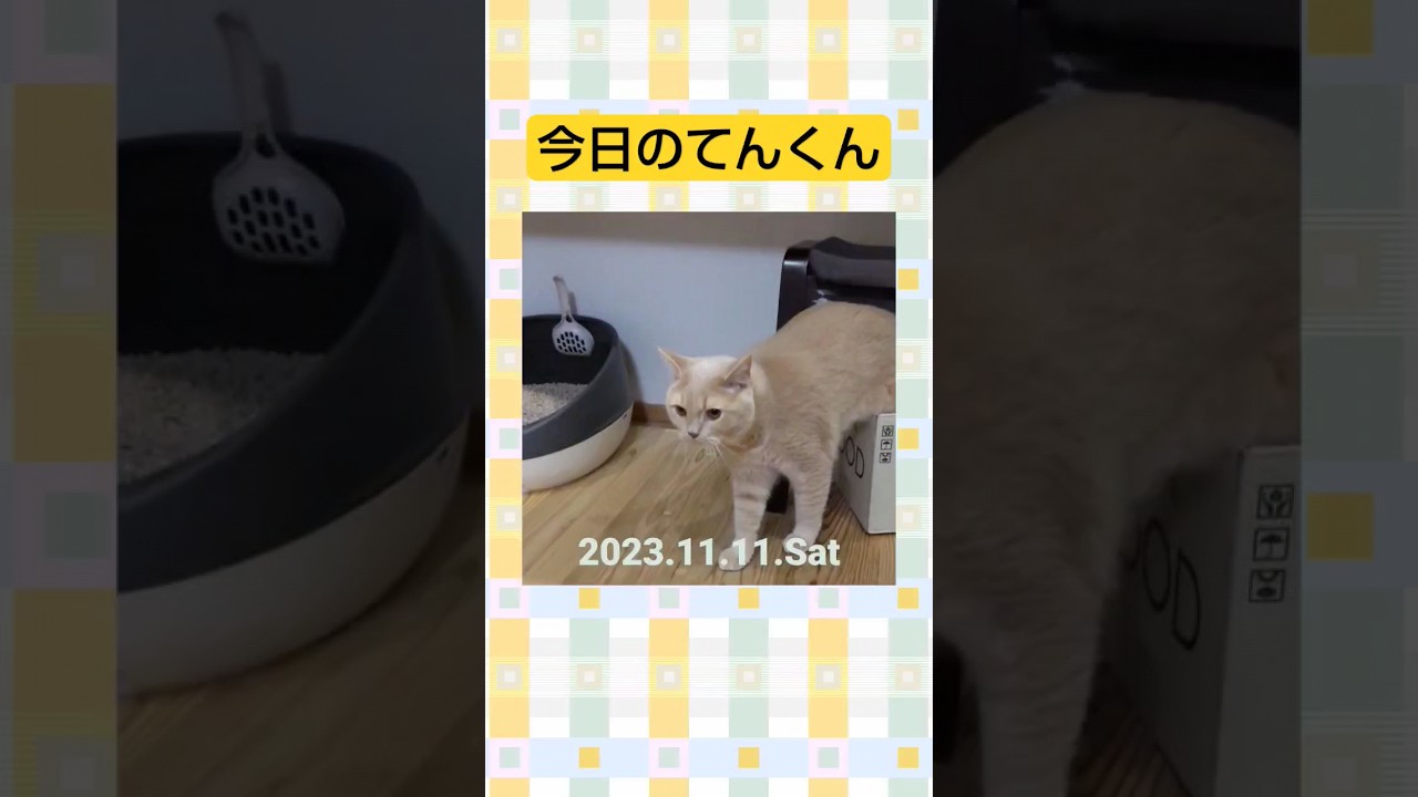 ブリてん。今日のてんくん！ #猫 #ブリティッシュ #ねこ #ブリティッシュショートヘアー #猫のいる暮らし #岡山弁 #short