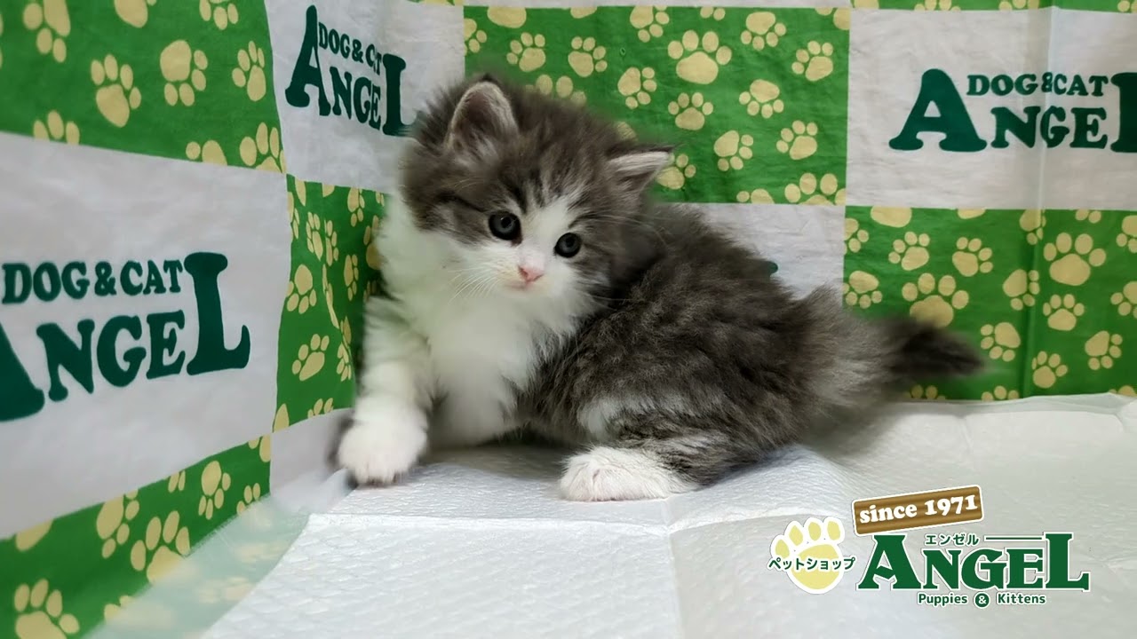 ラガマフィン 2412001 【ペットショップエンゼル　子犬・子猫販売】