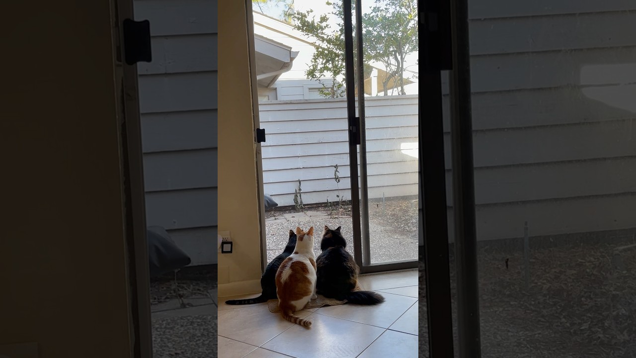 Just 3 of us chilling together 😎 #chubbydorkycat