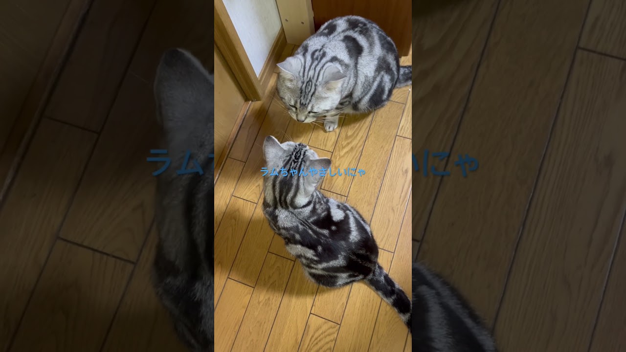 鼻チュウしたい猫#アメショ#アメリカンショートヘア#猫の日常#猫のいる生活#猫のいる暮らし#cat#cats