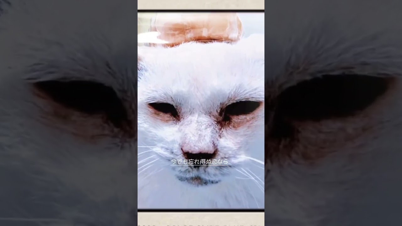 猫って可愛すぎる❤