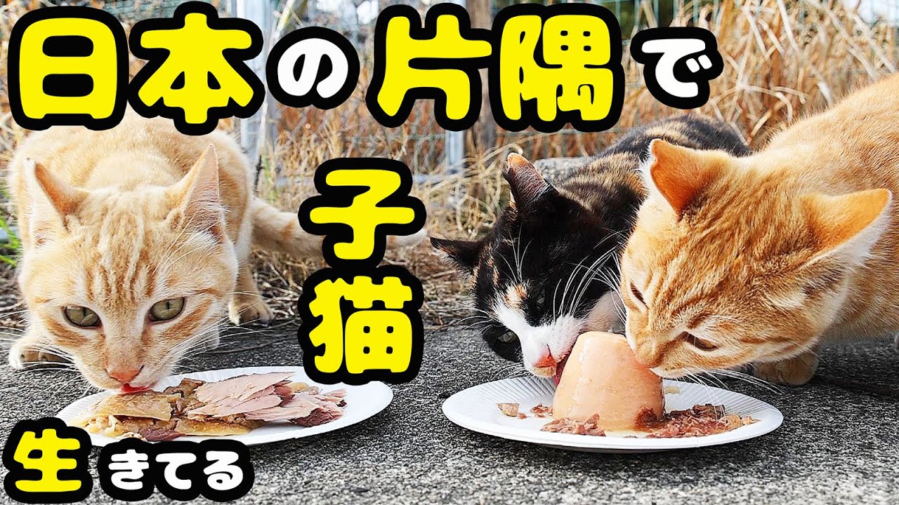 秘境で生きる子猫たちのご飯をあげると・・・ さくらねこへのエサやり