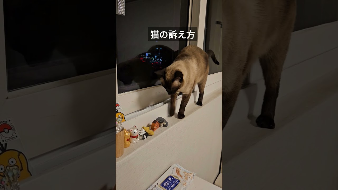 遊んでと訴える猫。#シャム猫ひおろ #cat