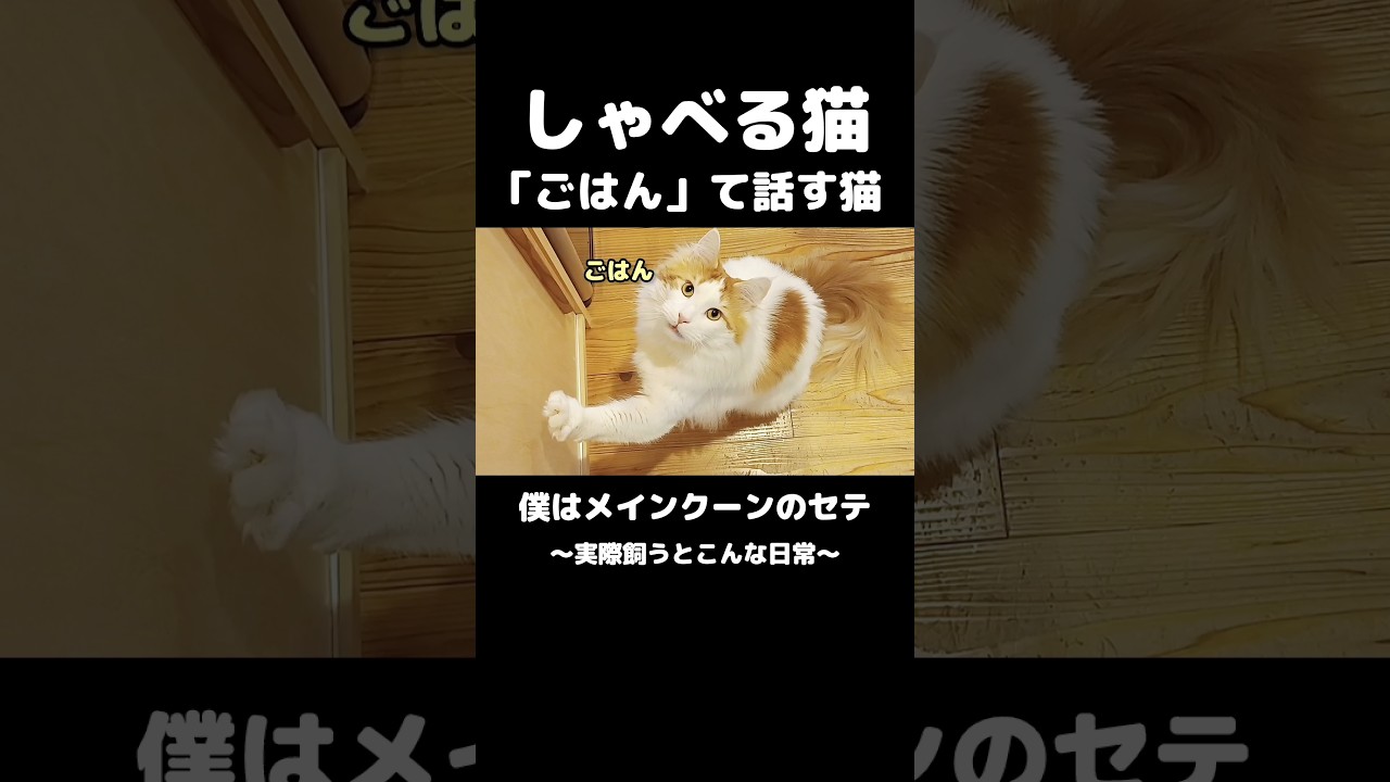 喋る猫 #猫 #ねこ #メインクーン #猫のいる暮らし #猫のいる生活 #mainecoon #cat