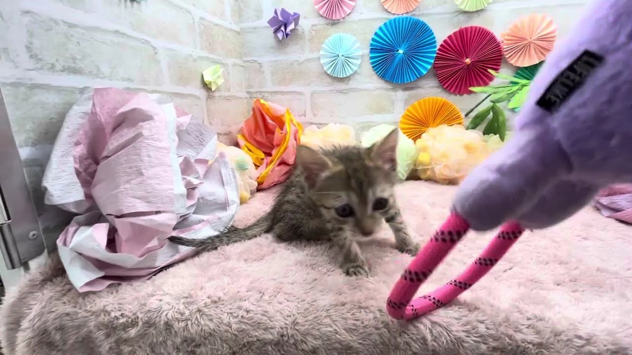 エジプシャンマウ(ブロンズ)