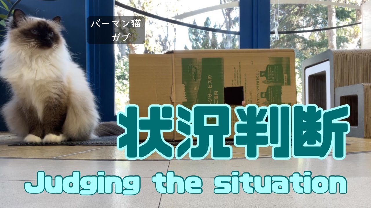 バーマン猫ガブとラフ【状況判断】Judging the situation（バーマン猫）Birman/Cat
