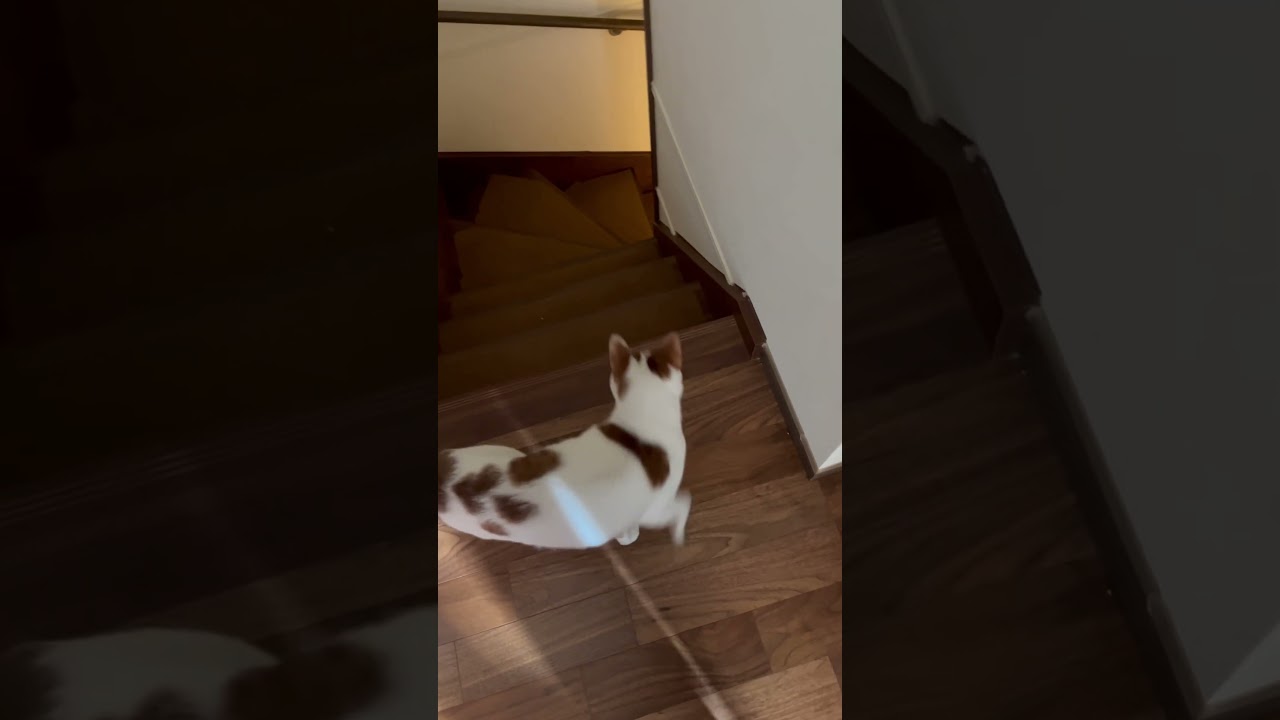 お兄ちゃんに呼ばれるとすぐ行く弟 #cat #保護猫 #日本猫