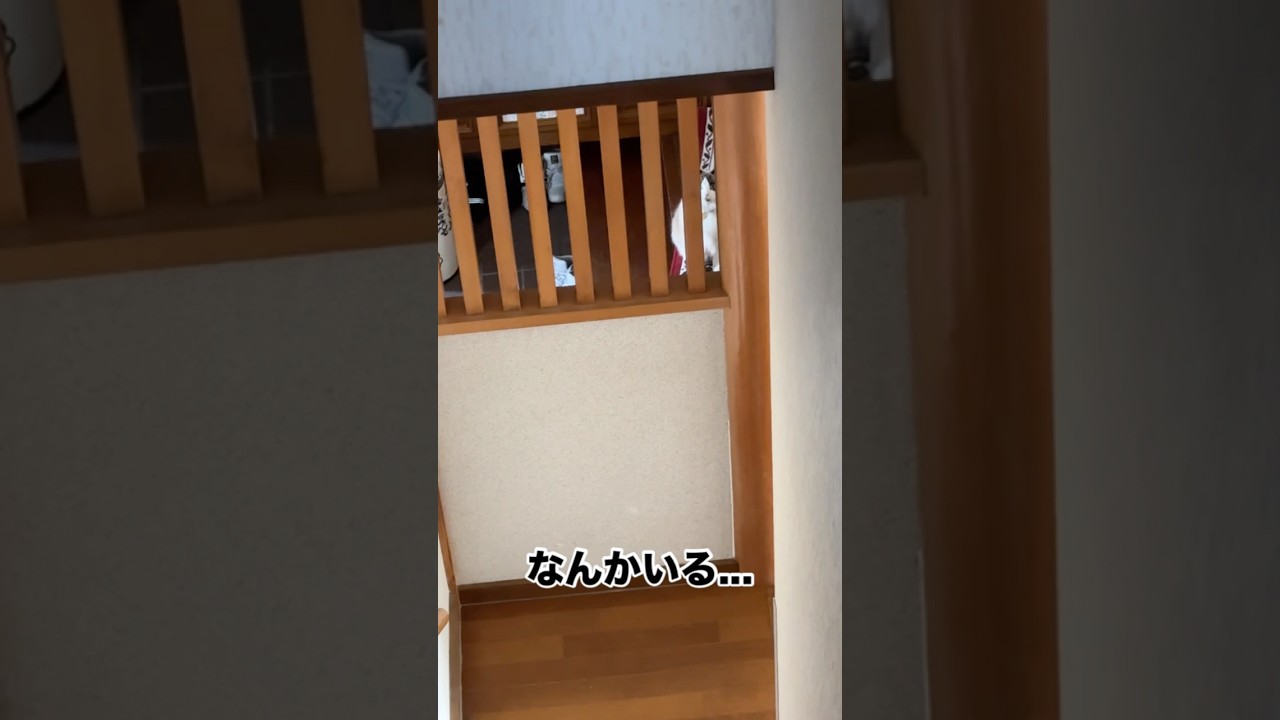 隠密が下手すぎる猫　#猫 #cat #ラグドール