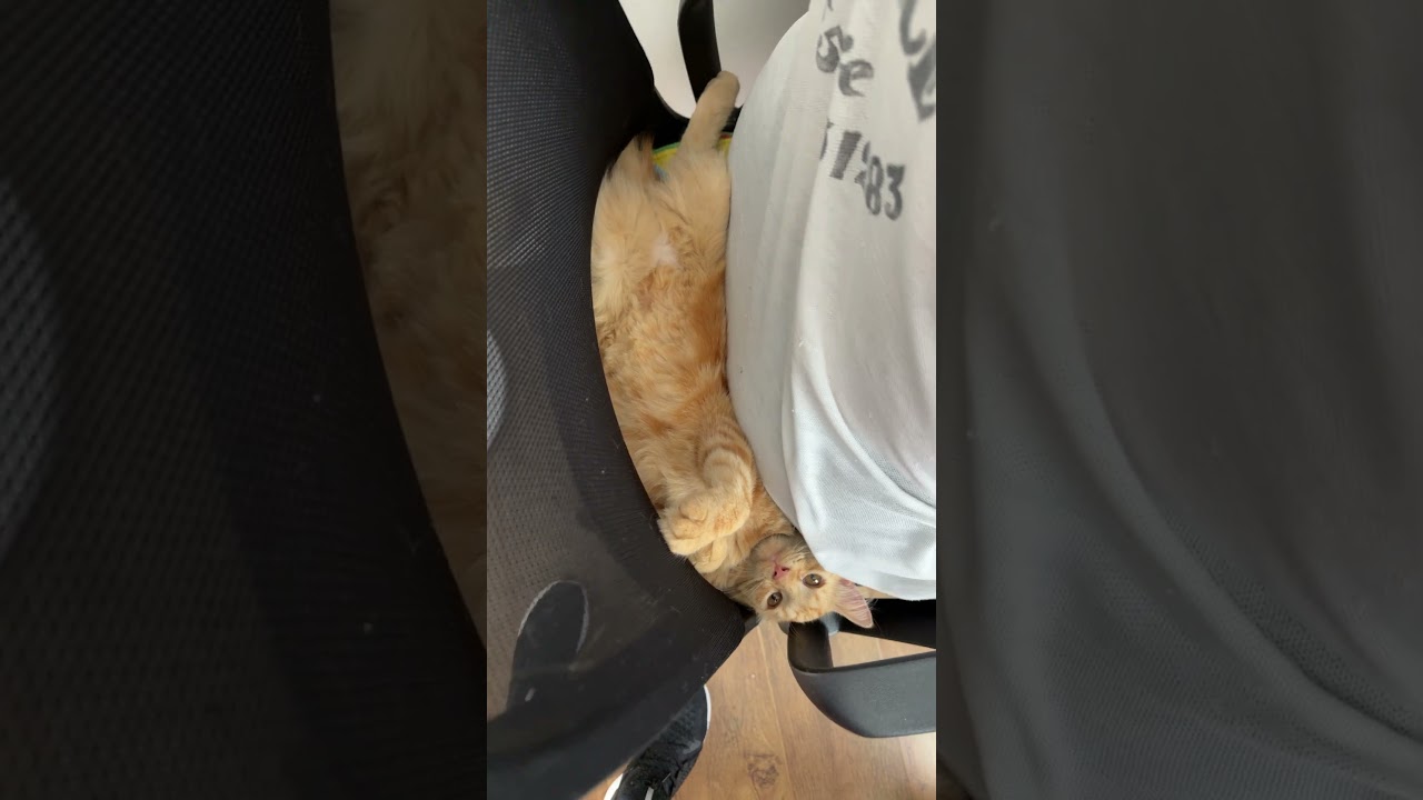 Honey lying on the chair behind her dad :)