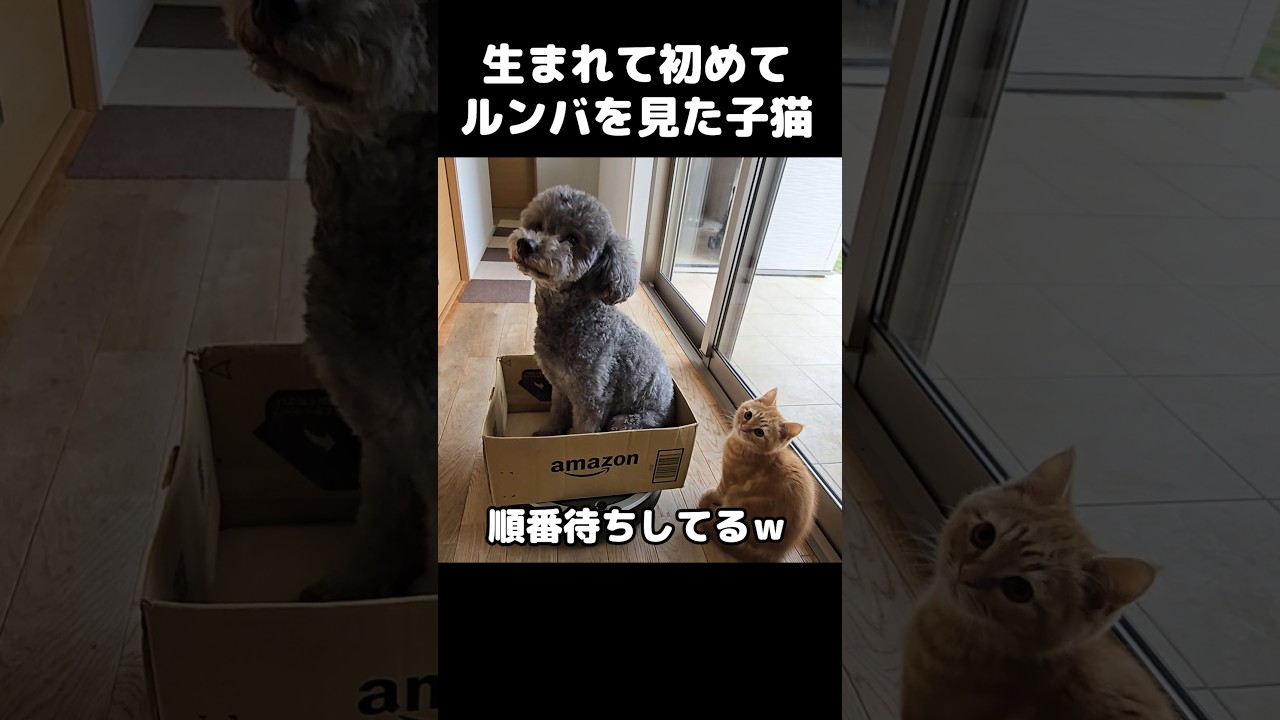 生まれて初めてルンバを見た子猫はこうなる...#short