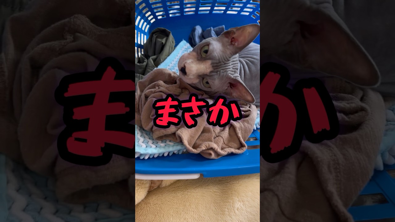 吾輩はスフィンクス猫である名前はチャイ❣️#猫 #猫#cat #猫のいる暮らし #sphynx