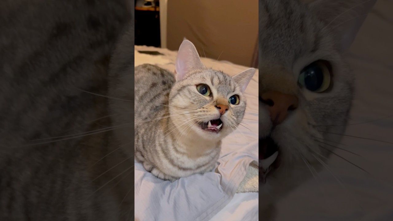 マンチカンの可愛すぎる反応集!! #shorts #猫 #cat