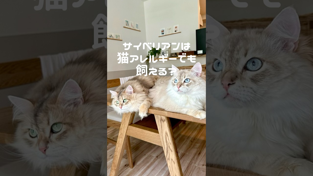 サイベリアンは猫アレルギーでも飼える？ #猫アレルギー #猫動画 #子猫 #サイベリアン #cat