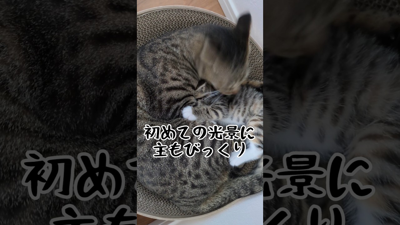 祝12万回再生🎊【子育て愛情編】猫にもしっかり性格がある！！ #cat #保護猫 #かわいい子猫 #猫のいる暮らし #ねこ #shorts
