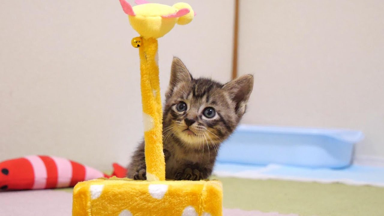 ソロ活よりもみんなで楽しくじゃれ合いたい子猫たち【赤ちゃん猫　保護猫】