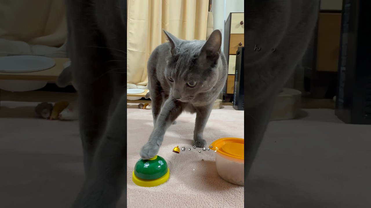 【ロシアンブルー】今朝のめろんはライトすぎた🫢【猫】#shorts