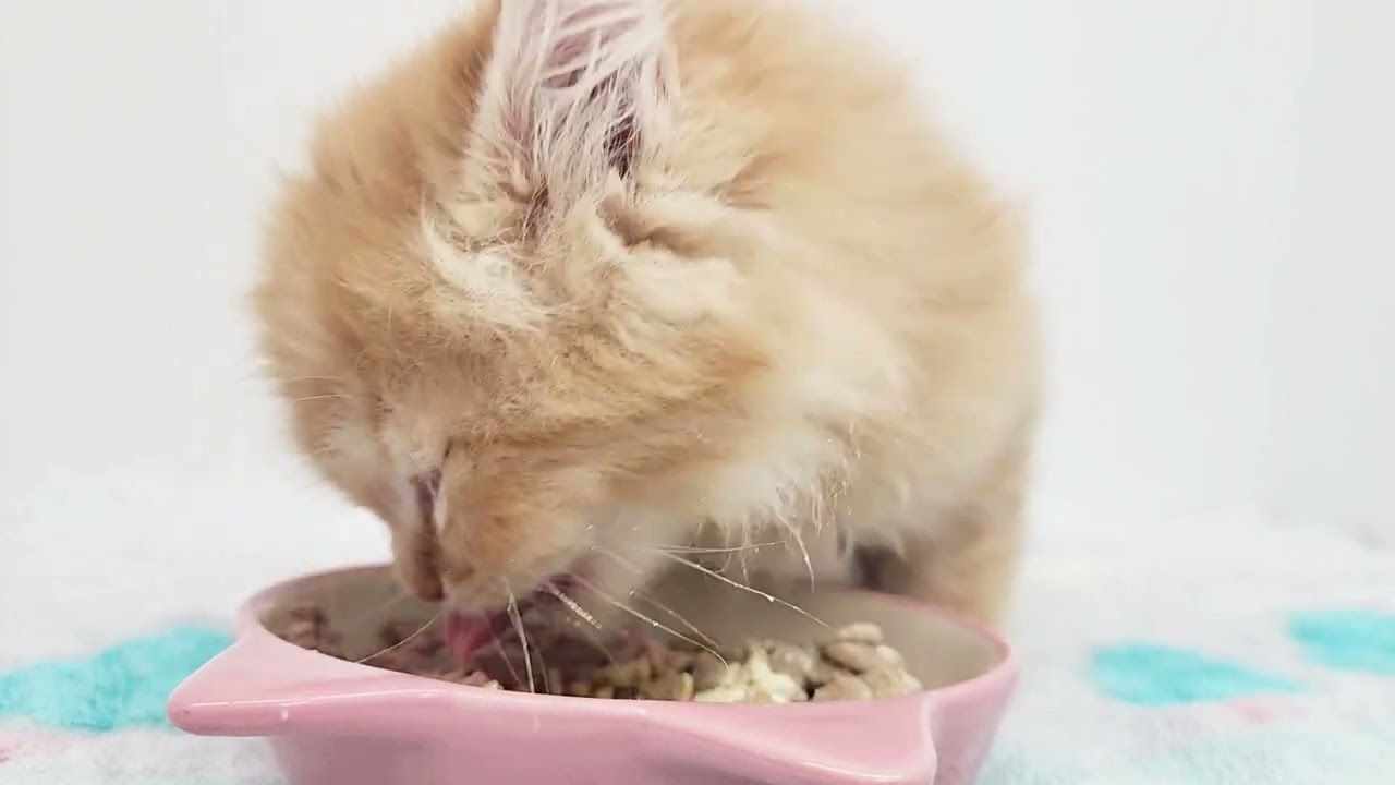 【サイベリアン】もぐもぐタイム