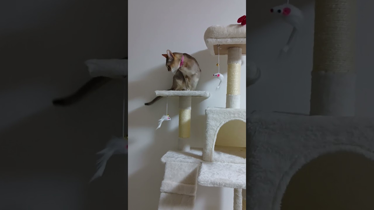 初めてのキャットタワーに緊張気味なシンガプーラ猫