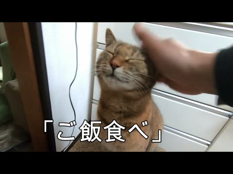 父と人の子供の様な娘猫との暮らしぶり