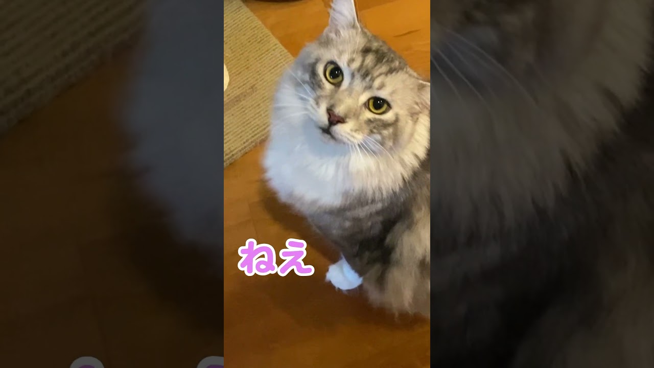 ご飯がないので、怒って水をこぼしていた型猫#メインクーン#shorts