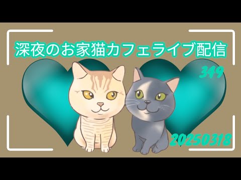 深夜のお家猫カフェライブ配信 ３４９