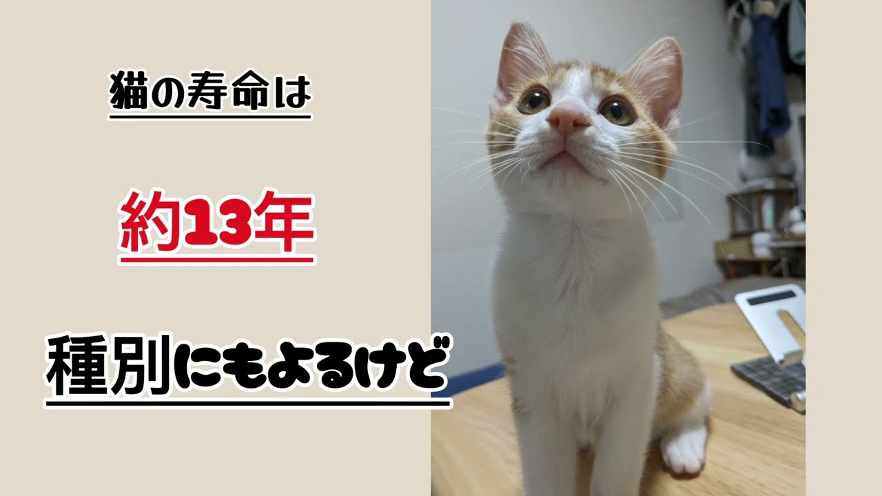 【AIMってなに？】愛猫の寿命が延ばせる期待！猫だけじゃない人間の難病にも期待！