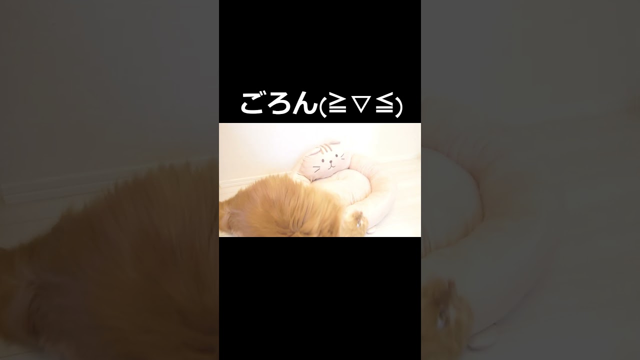 【猫】ネコがグッズを気に入るかは気分次第！#ねこ #ラガマフィン #cat #猫のいる暮らし #ねこあるある #ネコあるある