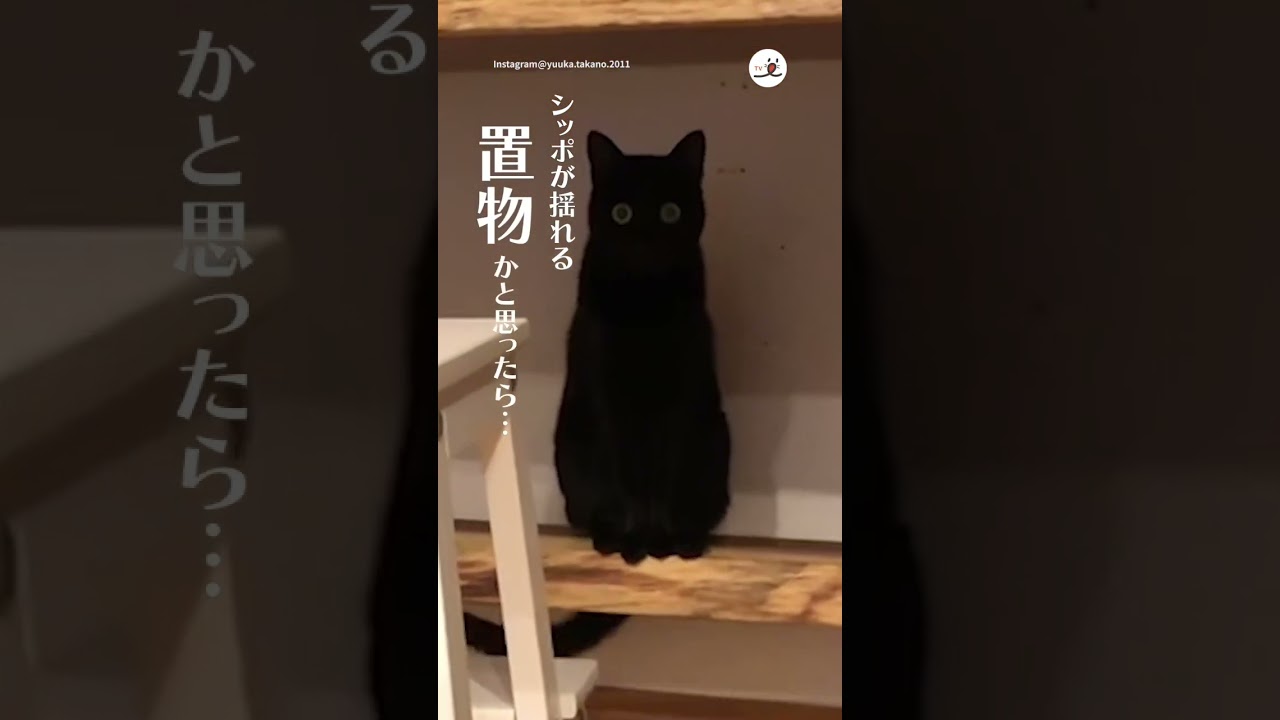 こういう置物あるよね？｜PECO