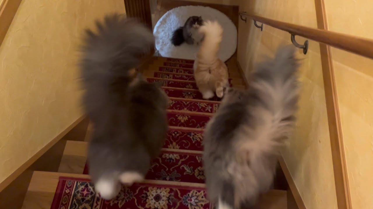 【皆勤賞は誰にゃ⁉︎】ママが起きるのを待って、一緒に階段を下りるもふ猫たち♡ノルウェージャンフォレストキャットとターキッシュアンゴラ