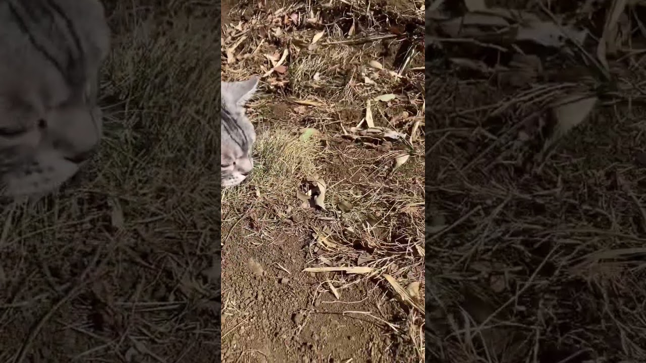 大興奮！？ たろう ねこ 天然の猫じゃらし？ アメリカンショートヘアー cat ご機嫌