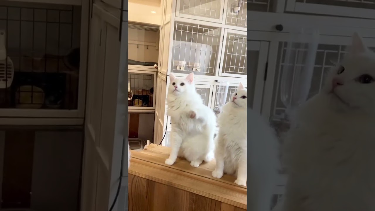 サイベリアン トロける程の甘えん坊🥰　毛色：ホワイト（ロングトリプルコート）