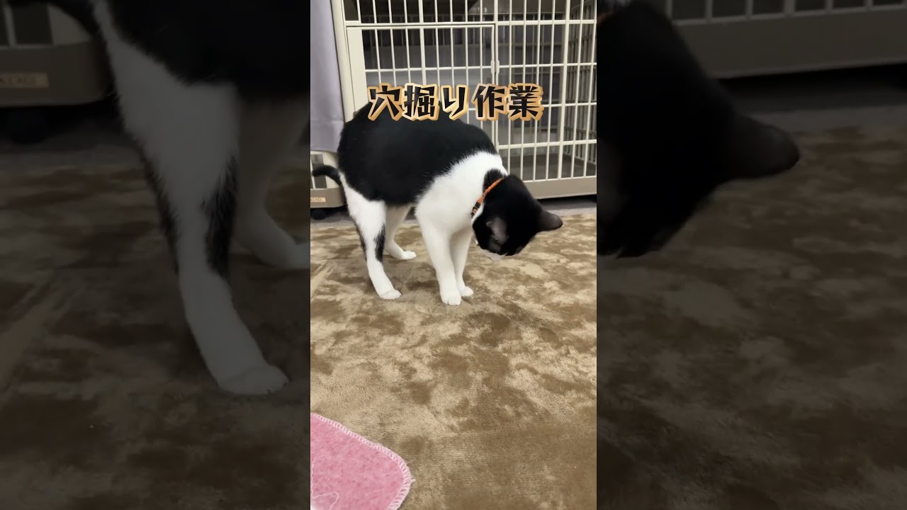 ミクロさんの日常③。#保護猫